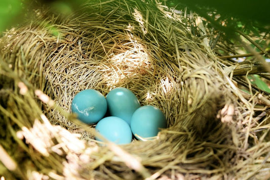 Why Bird Eggs Come in So Many Colors: Two Pigments, Many Pressures