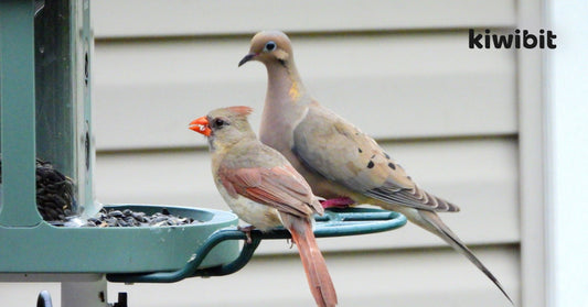 How to Choose a Smart Bird Feeder with Camera?