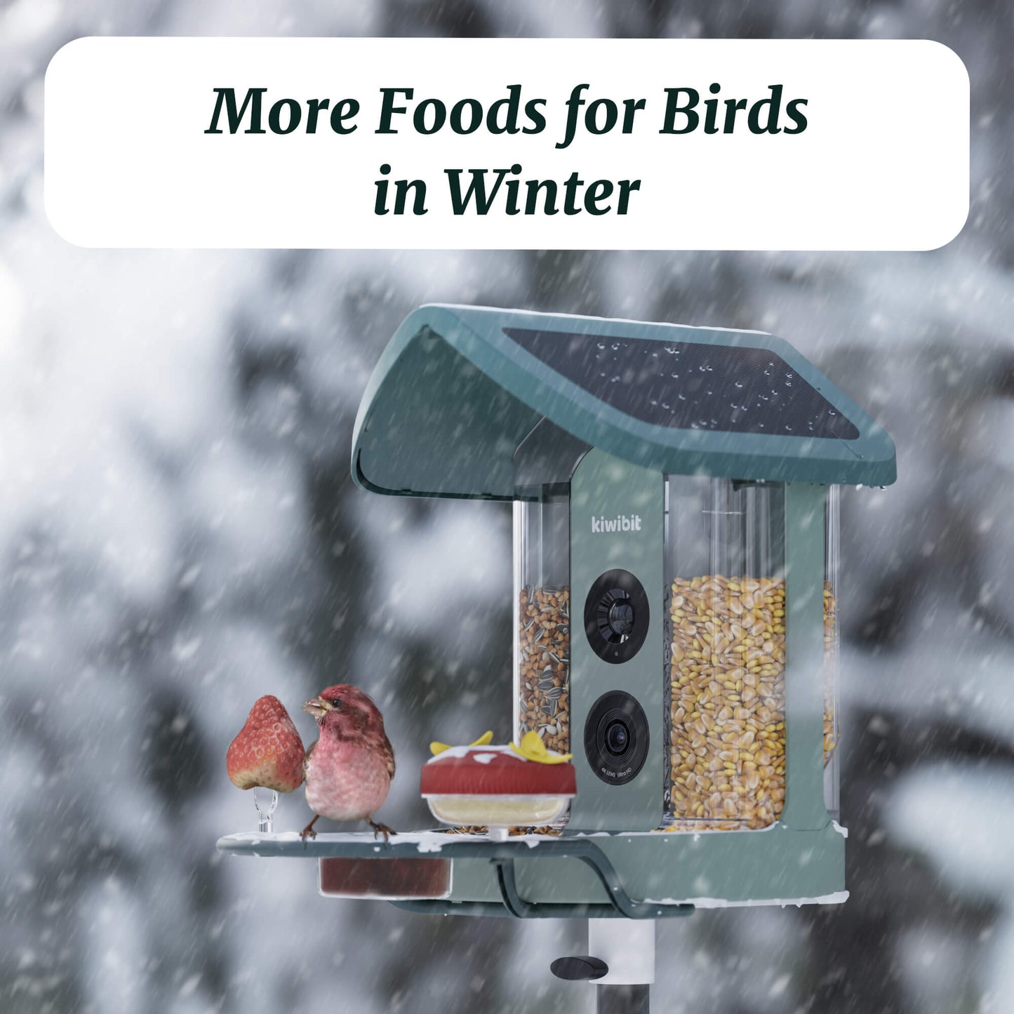 Beako™ Smart Bird Feeder – Complete DIY Accessory Kit