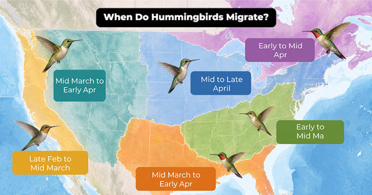 When Do Hummingbirds Migrate? A Spring and Fall Timeline