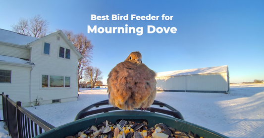 Best Bird Feeder for Mourning Doves and What to Feed Them