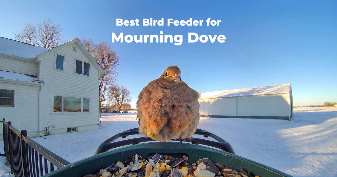 Best Bird Feeder for Mourning Doves and What to Feed Them