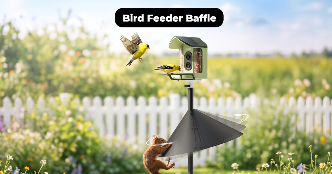 Bird Feeder Baffle Setup: Choose the Right Type and Install It Correctly