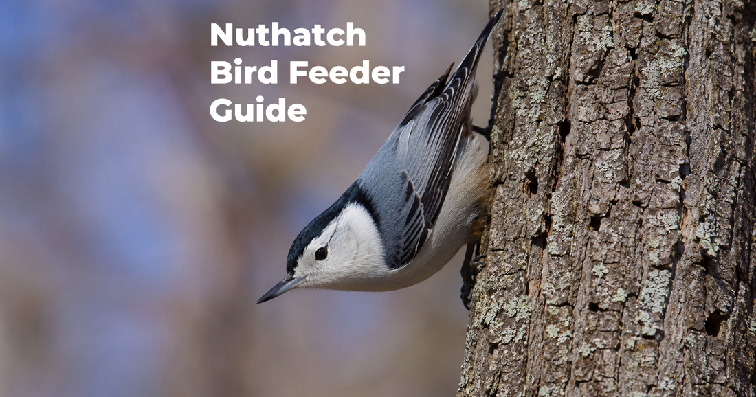 How to Attract and Feed Nuthatches at a Backyard Bird Feeder