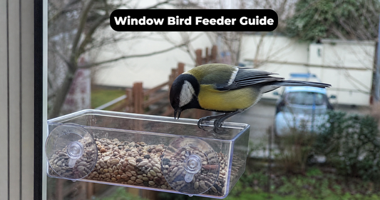 Window Bird Feeder Setup: Safety, Installation and Bird Attraction Tips