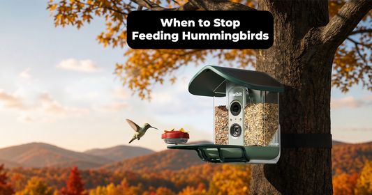 When to Stop Feeding Hummingbirds Without Missing Late Migrants