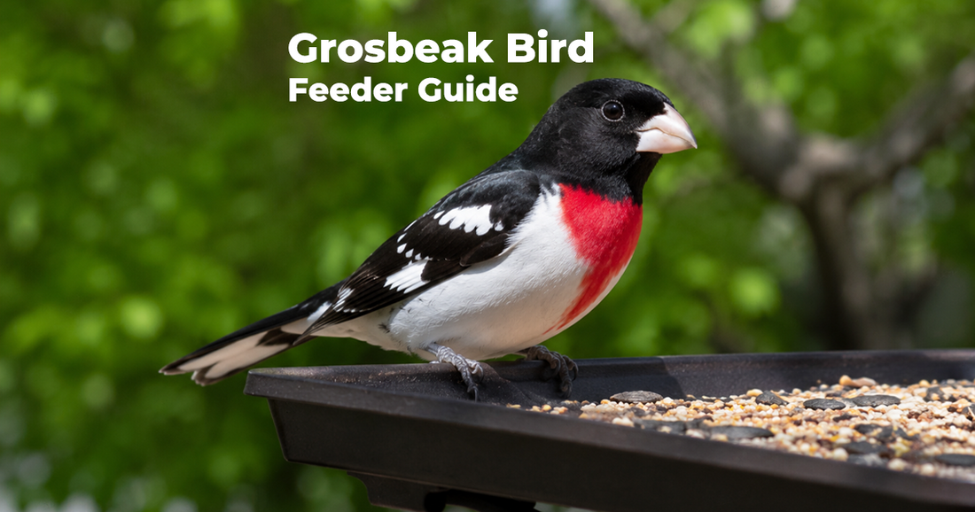 Attracting Grosbeaks: Bird Feeders, Food, and Timing for These Bold Visitors