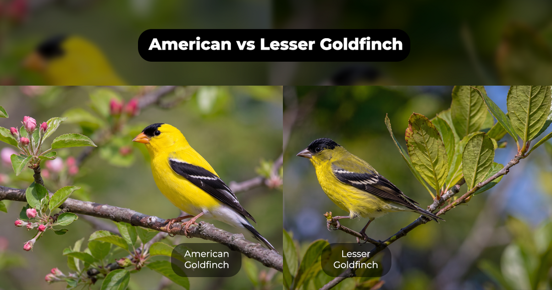 American vs Lesser Goldfinch: ID Guide & Smart Feeder