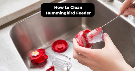 How to Clean a Hummingbird Feeder Safely in 5 Simple Steps