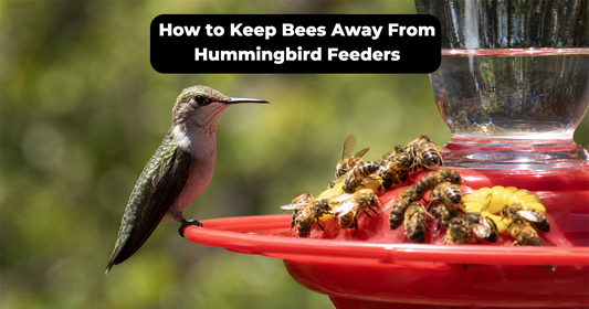 How to Keep Bees Away From Hummingbird Feeders Safely