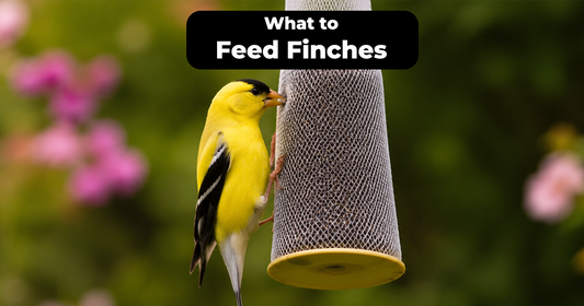 What Is the Best Finch Bird Feed for Yellow Finches?
