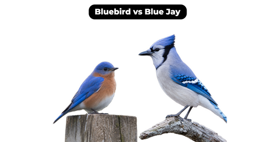 Bluebird vs Blue Jay: How to Tell These Blue Birds Apart