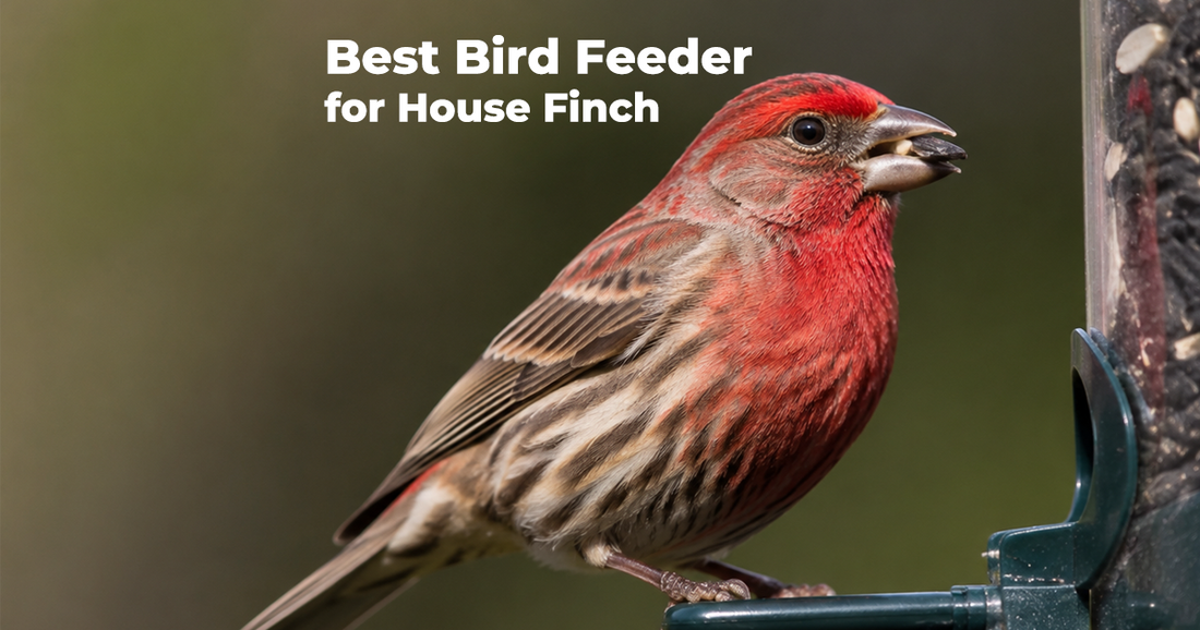 How to Choose a Bird Feeder for House Finch