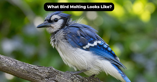 Bird Molting Guide: What Normal Feather Replacement Looks Like