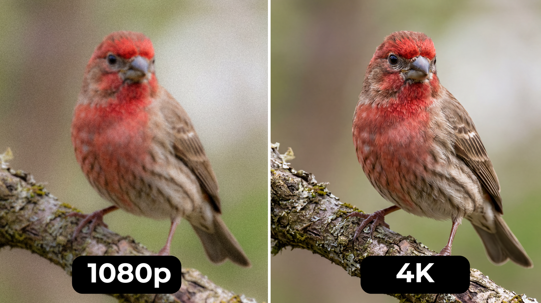 4K resolution vs 1080p: Does Resolution Matter for Birdwatching?