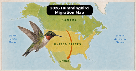 2026 Hummingbird Migration Map: Where to Follow Fall Arrivals