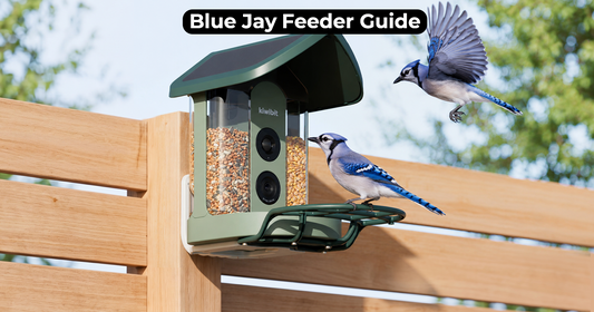 How to Choose a Blue Jay Feeder That Works