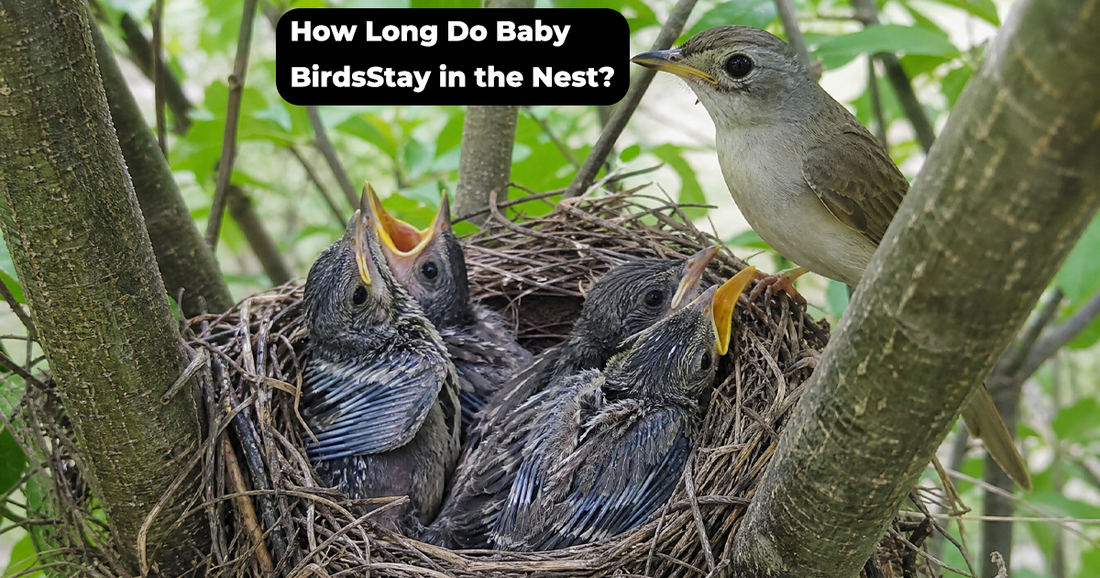 How Long Do Baby Birds Stay in the Nest Before Fledging?