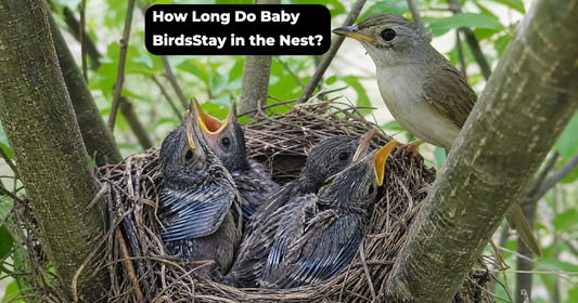 How Long Do Baby Birds Stay in the Nest Before Fledging?