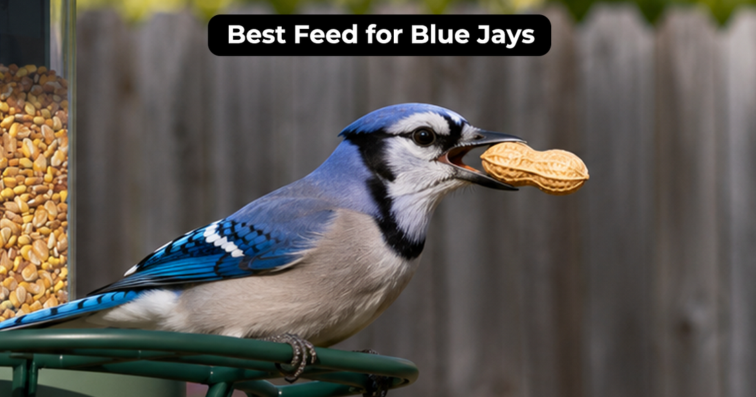 What to Feed Blue Jays: Peanuts and Other Best Foods