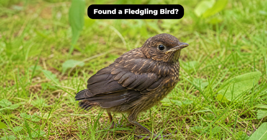 Fledgling Bird Identification and Safe Next Steps