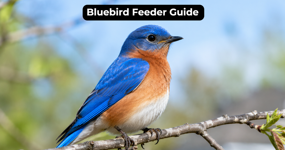 How to Choose a Bluebird Feeder That Actually Works