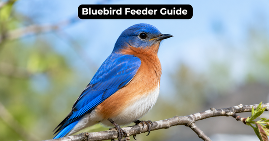 How to Choose a Bluebird Feeder That Actually Works