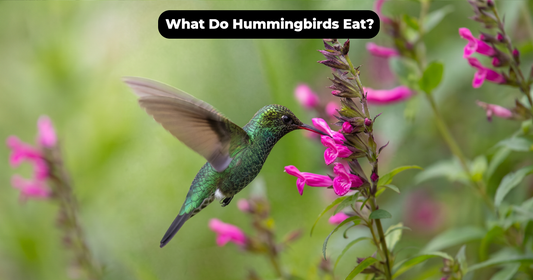What Do Hummingbirds Eat? A Guide to Nectar, Insects, and Backyard Feeding