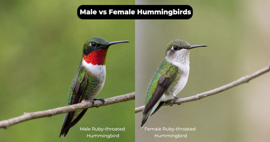 Male vs Female Hummingbirds: How to Tell Them Apart