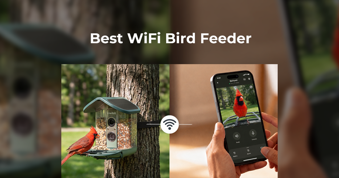 What Makes a Great WiFi Bird Feeder With a Camera?