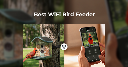 What Makes a Great WiFi Bird Feeder With a Camera?