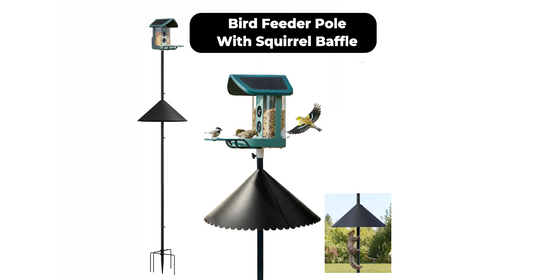 Bird Feeder Pole Guide: Choosing, Installing, and Deterring Squirrels