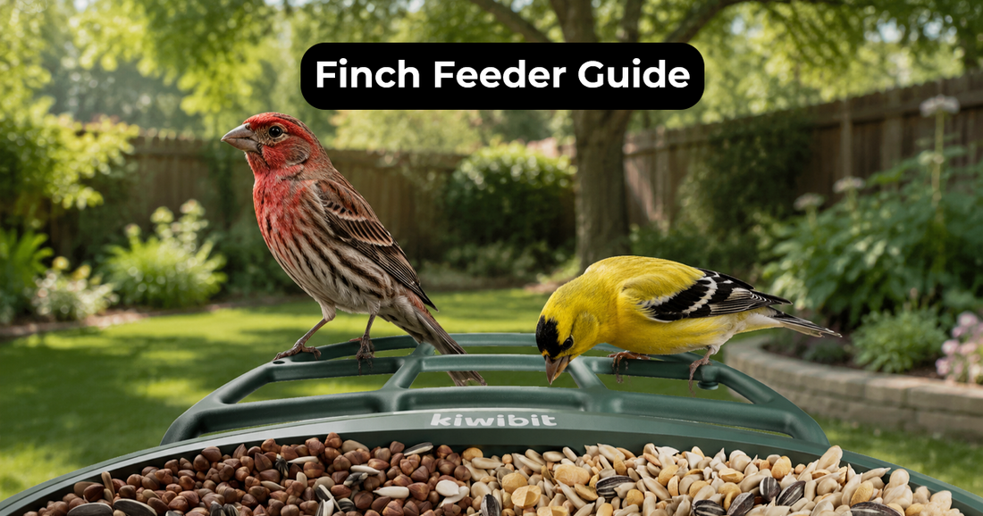 How Do You Pick the Best Finch Feeder for Goldfinches?