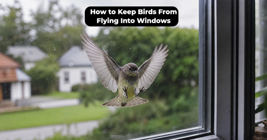 How to Keep Birds From Flying Into Windows: Solutions That Work