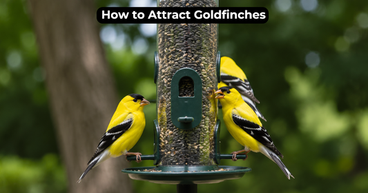 How to Attract Goldfinches With the Right Feeder and Feed