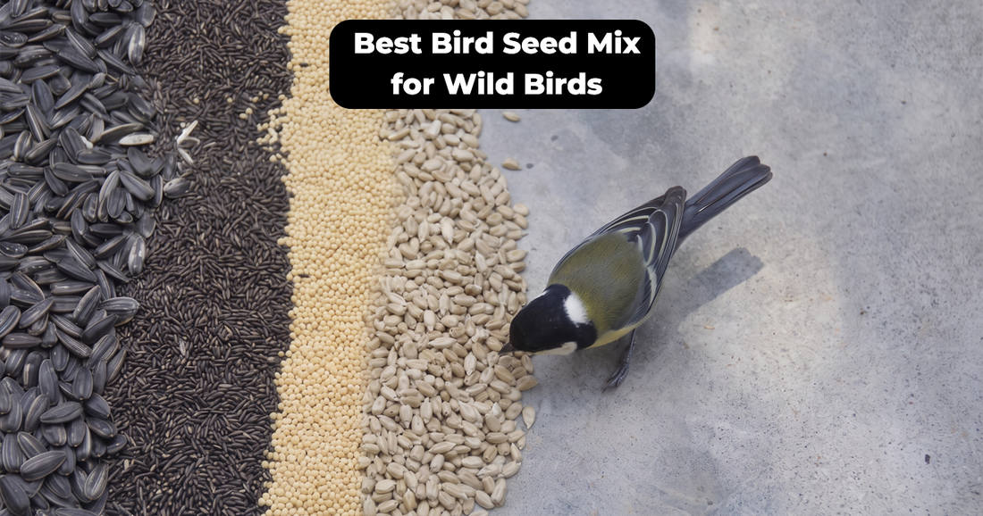 Best Bird Seed Mix for Wild Birds: How to Choose the Right Blend