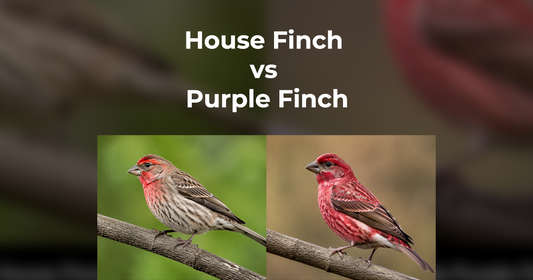 House Finch vs Purple Finch: Field Marks, Females, Song, and Feeder Clues