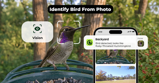 How to Identify a Bird from a Photo: Field Marks and Tools