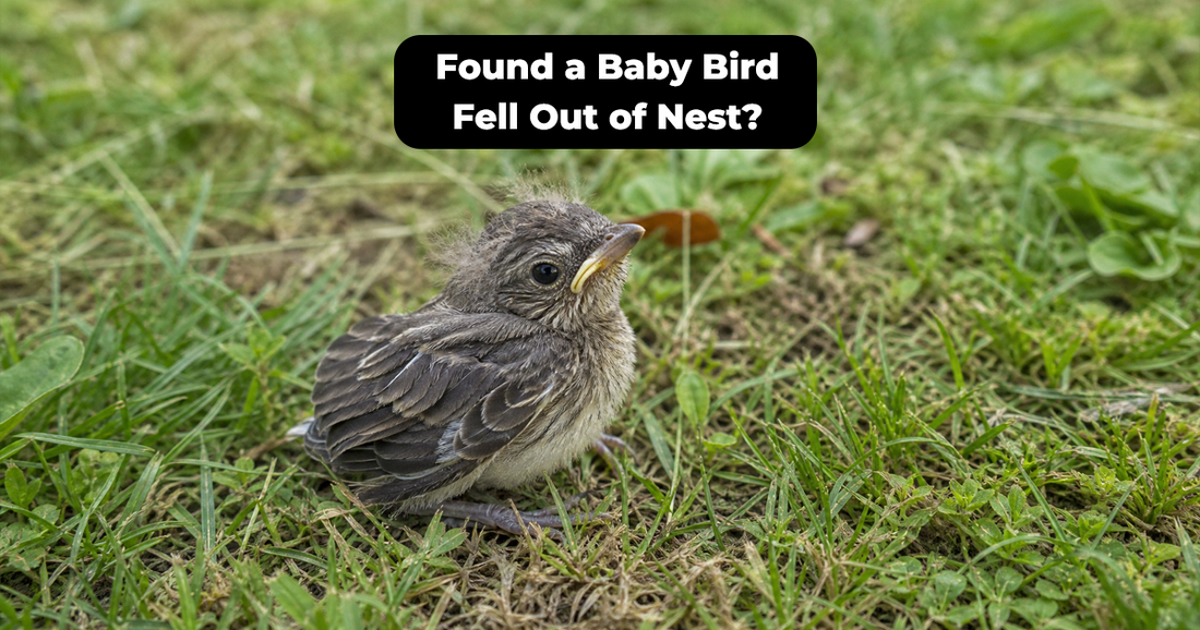 Baby Bird Fell Out of Nest? What to Do for a Nestling or Fledgling