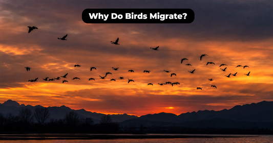 Why Do Birds Migrate? How They Know When to Leave and Why Some Stay