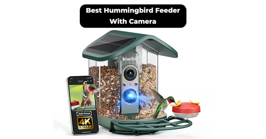 Hummingbird Feeder With Camera: How to Choose the Right Setup