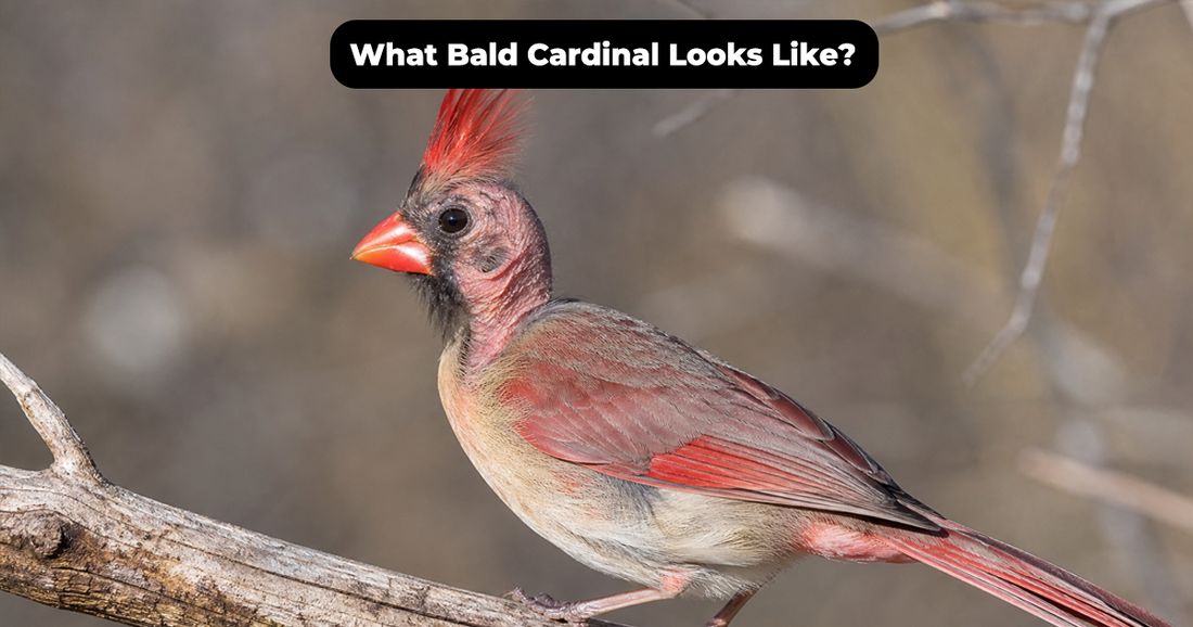 Bald Cardinal: Common Causes and When to Be Concerned