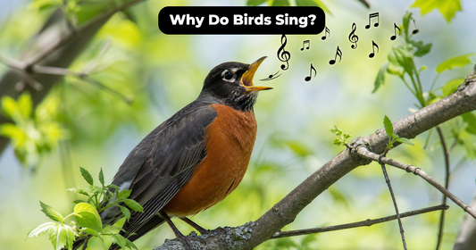 Why Do Birds Sing in the Morning and at Night?