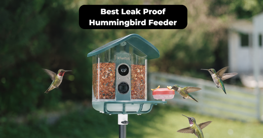 Leak Proof Hummingbird Feeder Features and Troubleshooting