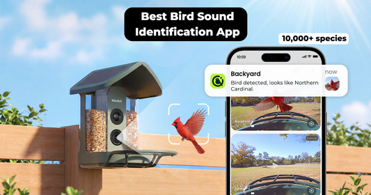 Bird Identification App Guide: 4 Options for Different Birdwatching Needs