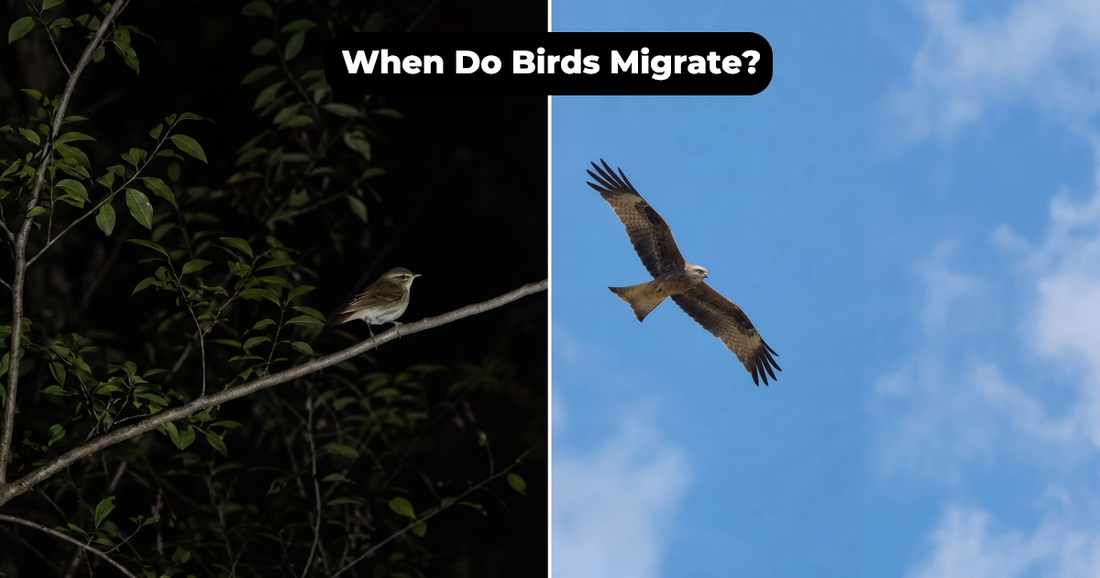 When Do Birds Migrate North and South Each Year?