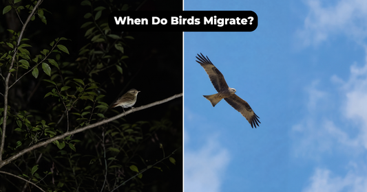 When Do Birds Migrate North and South Each Year?