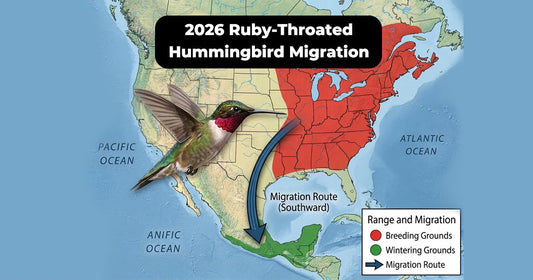 Ruby-Throated Hummingbird Migration: Spring and Fall Journey