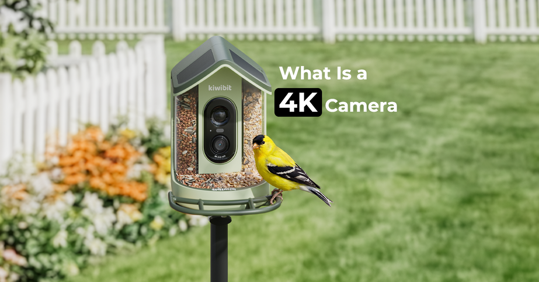 What Is a 4K Camera? 3 Systems That Decide What You Actually See