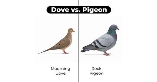 Dove vs Pigeon: Names, Species and Field Differences